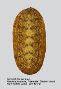 Ischnochiton cariosus (2)
